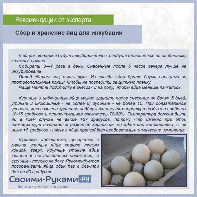 Сбор и хранение инкубационных куриных яиц