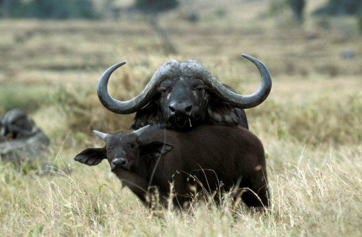 Карликовый буйвол — описание самых миниатюрных представителей этого вида