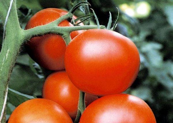Урожай за 100 дней: почему дачники любят помидоры «благовест» — описание и особенности сорта, выращивание и уход
