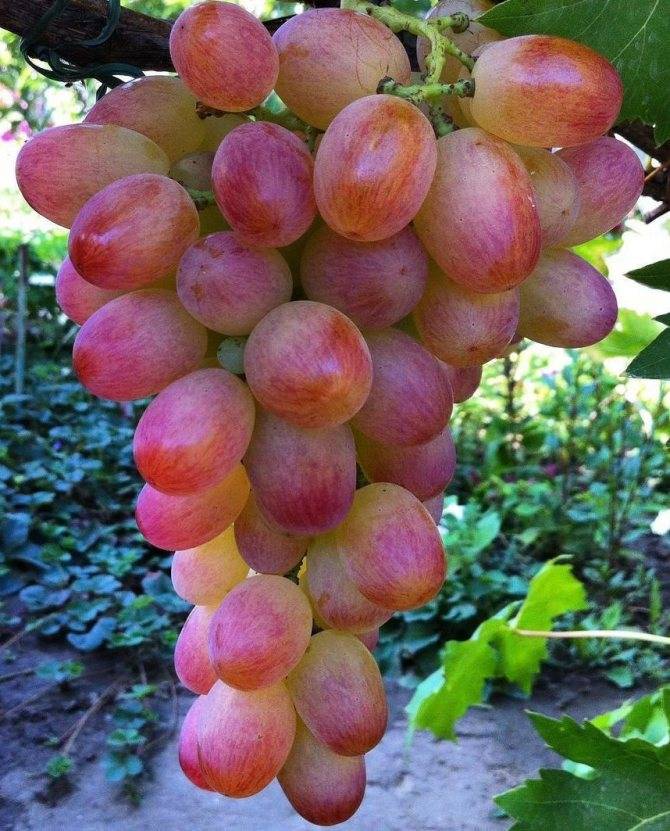 Виноград ливия: описание сорта с фото, отзывы