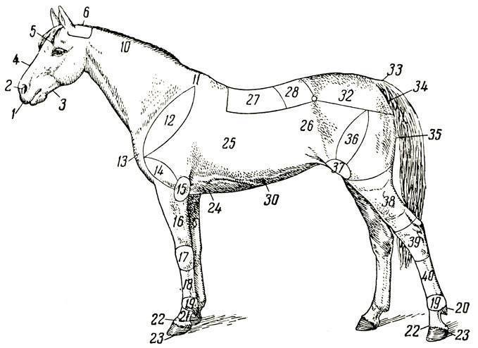 Череп лошади строение анатомия
