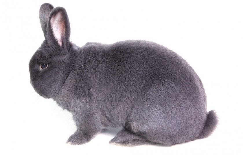 Венские голубые кролики: характеристики и особенности содержания породы