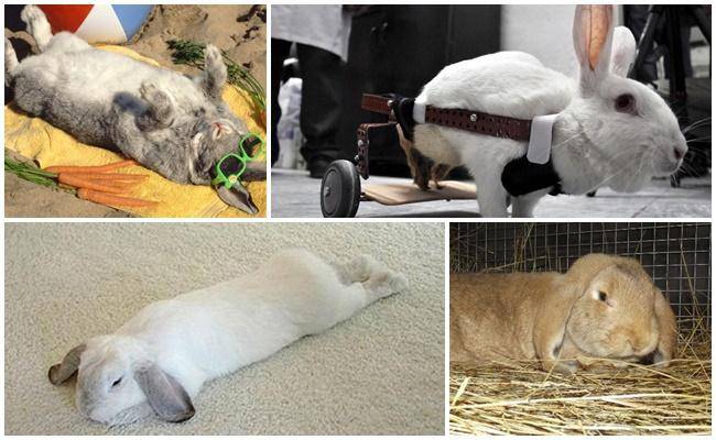 У кролика отказали задние лапы: причины паралича у животных, первая помощь питомцу