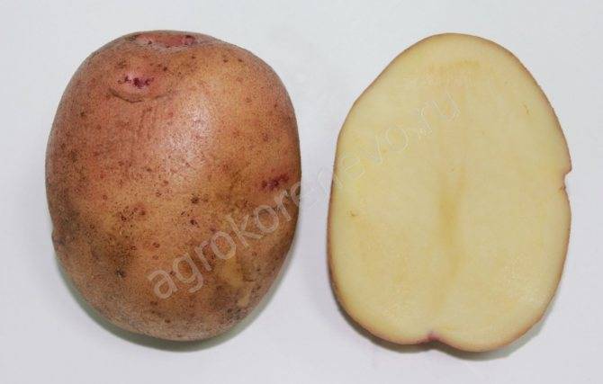 Картофель жуковский: фото, подробная характеристика этого раннего семенного сорта картошки, а также описание особенностей посадки, ухода и сбора урожая