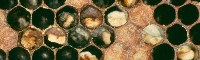 Болезни пчел и их симптомы и лечение фото