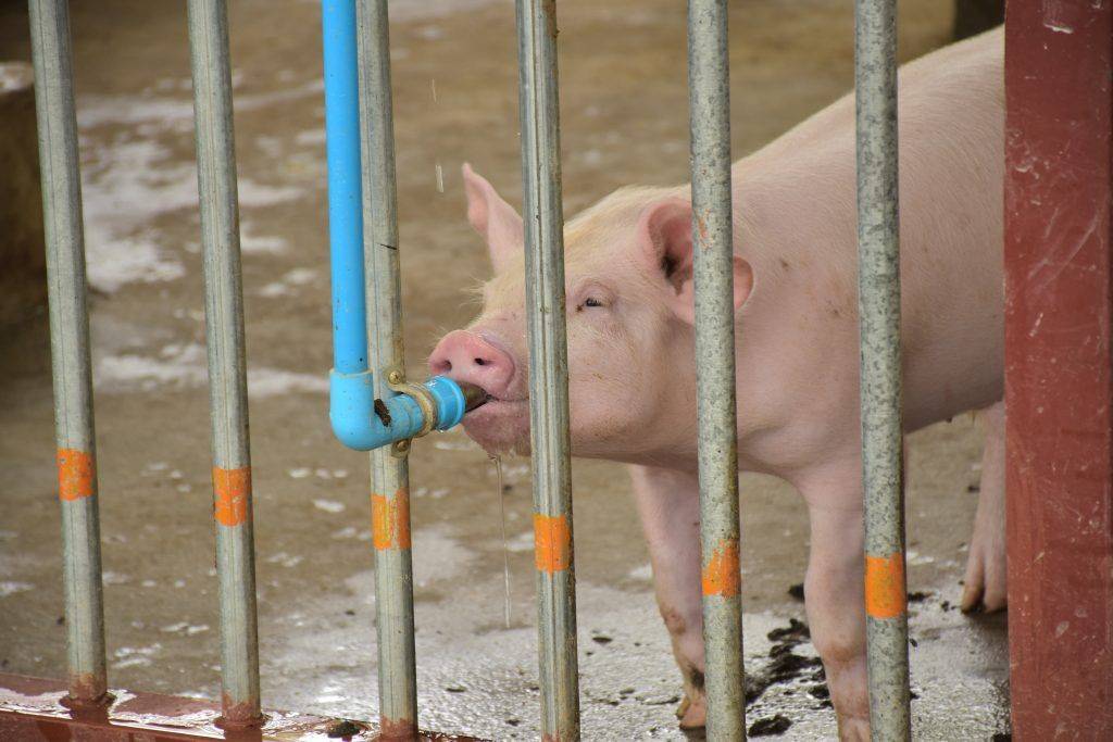 Поилки для свиней: требования, виды, делаем своими руками