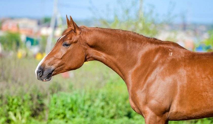Будённовская порода лошадей: характеристика, содержание и уход, фото