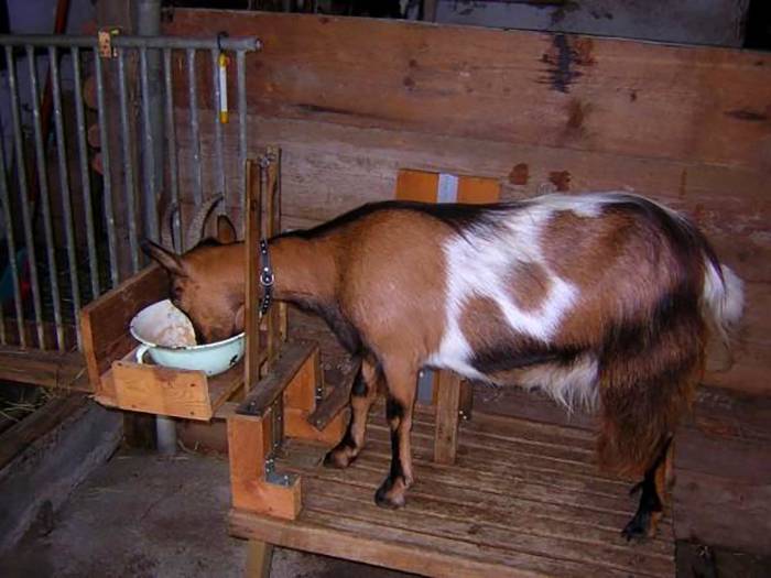 Чем кормить козу: описание рациона. содержание коз :: syl.ru