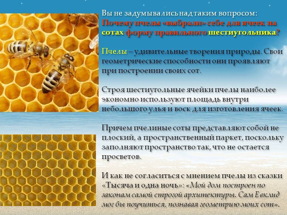 Как пчелы ? делают мед, время медосбора, сколько меда собирает пчела,из чего пчелы делают мед, сбор нектара и пыльцы, видео,