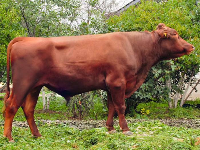 Красная степная порода коров: характеристики и описание