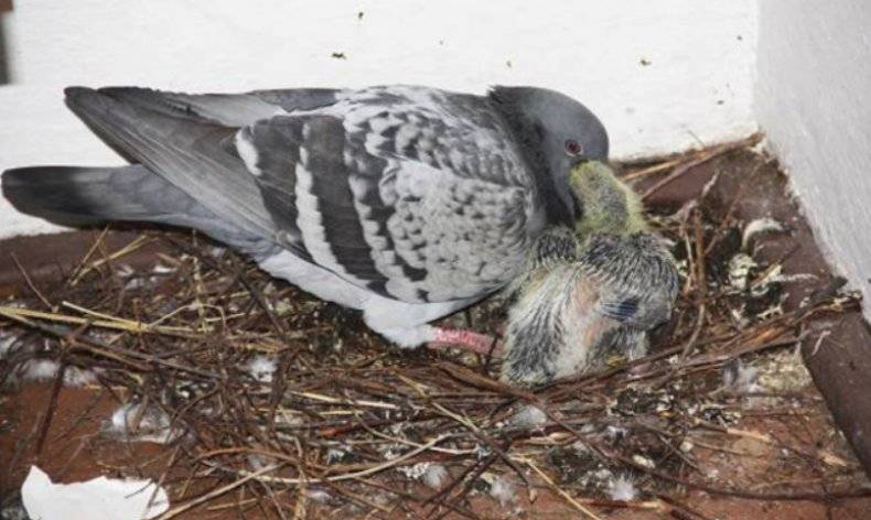 Птенец голубя: как выглядит детёныш, где живёт и как выкормить его самостоятельно