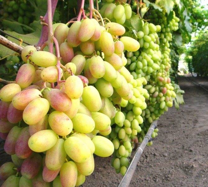 Преображение, описание винограда преображение