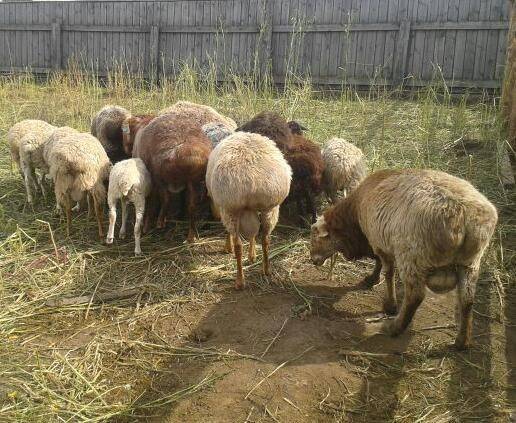 Курдючные бараны и овцы: фото, описание породы — selok.info