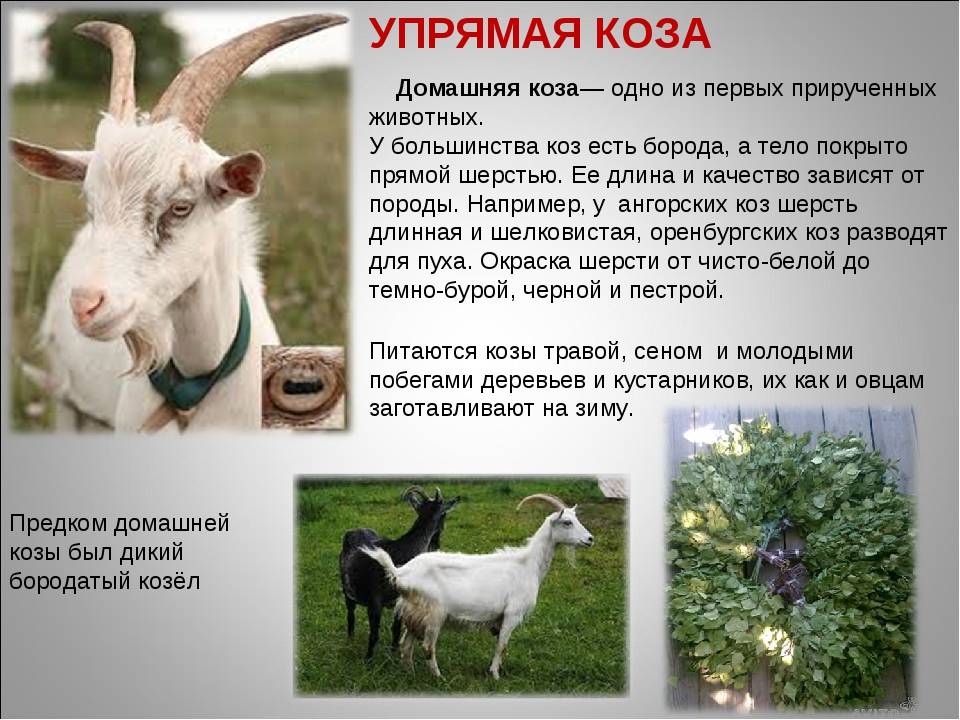 Спаривание (случка) коз: в каком возрасте козел может покрыть, когда случать первый раз, как определить охоту и понять, что самка гуляет — moloko-chr.ru