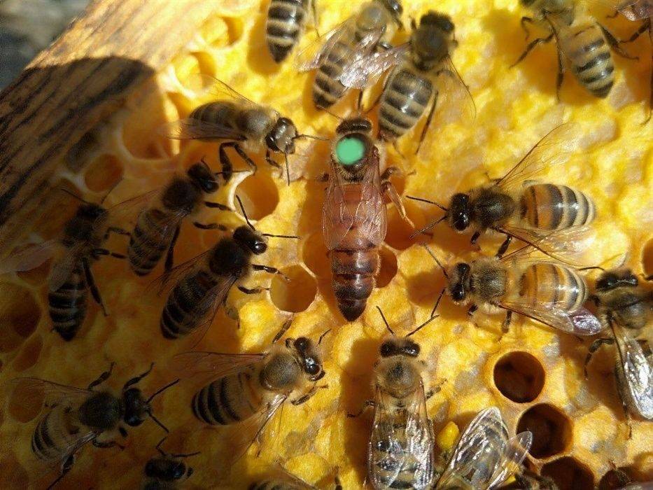 О пчелах карника: особенности и описание породы, их недостатки и характеристики – med-pochtoi.ru