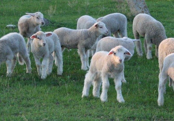 Куйбышевская порода овец: основные характеристики, достоинства и недостатки породы, внешний вид, фото, видео