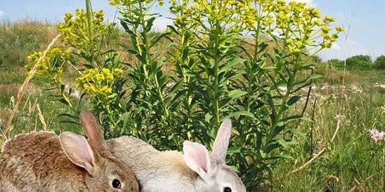 Можно ли давать кроликам лопух, польза для животных, правила и нормы кормления