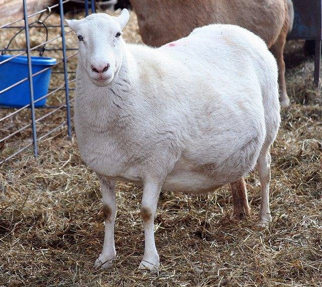 ✅ окот овец беременность роды ягнение сколько раз в год - cvetochki-rostov-na-donu.ru