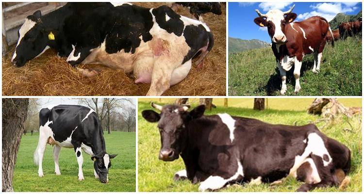 Симптомы и лечение кетоза у коров и крс: обзор способов и правильное питание