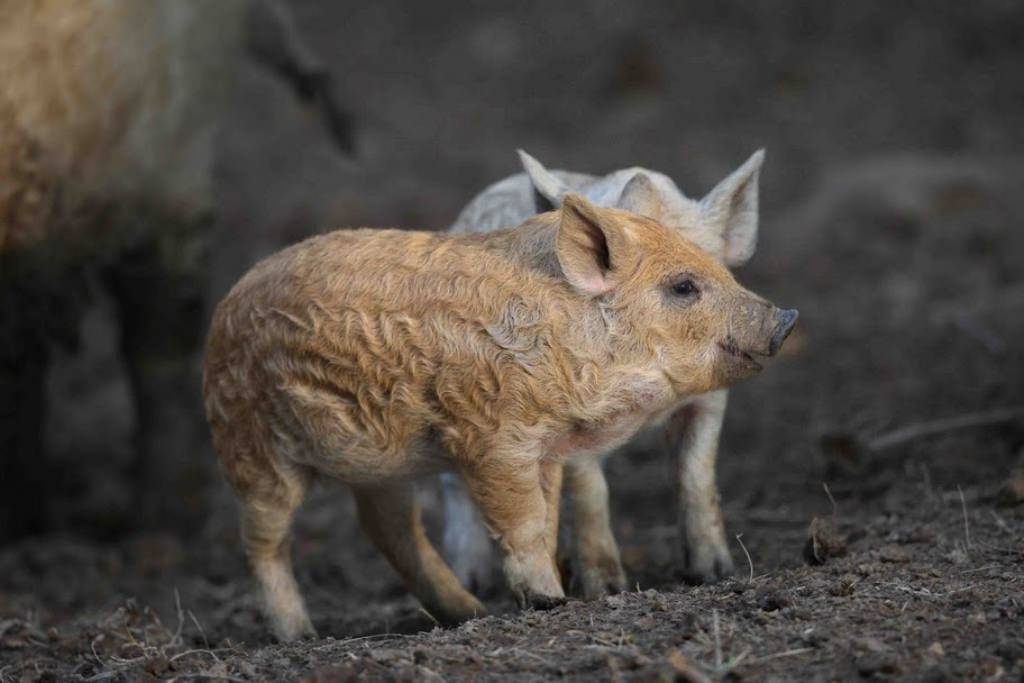 Свинья мангал — описание породы, характеристики, условия содержания. | cельхозпортал