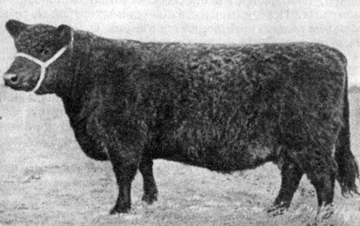 Плюсы и минусы галловейской породы, характерные особенности коров
