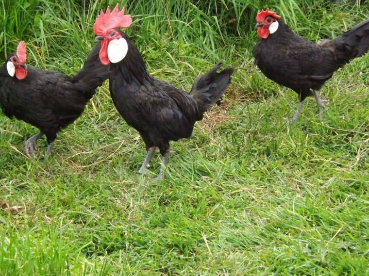 Черная и белая минорка — знаменитая испанская курица