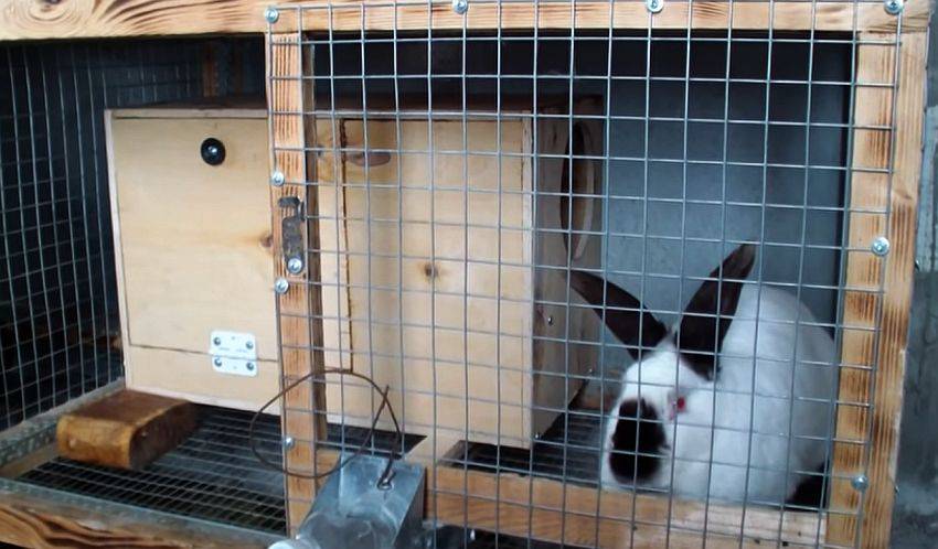 Чертежи и размеры маточника для кроликов
