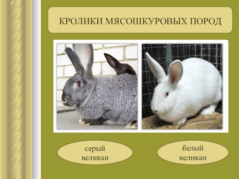 Кролики породы великан. описание, особенности, виды, уход и содержание | животный мир