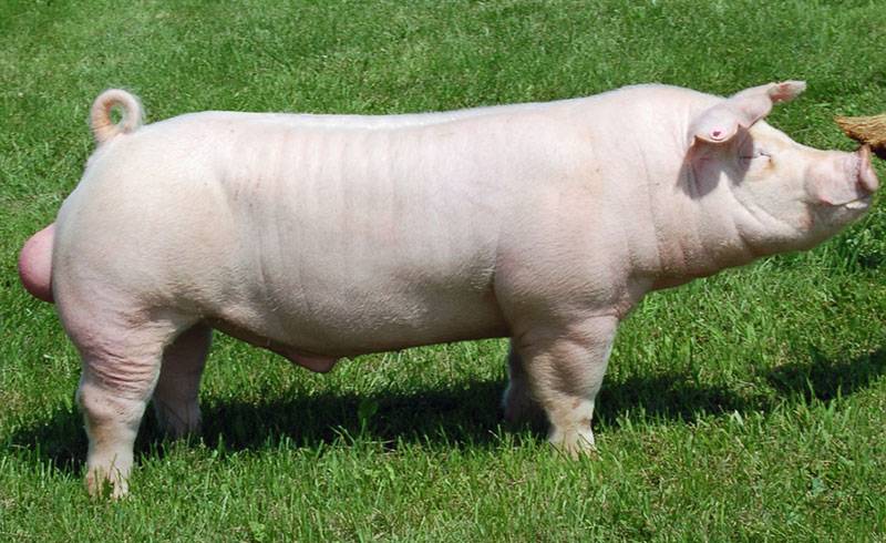 Белые породы свиней: большая белая и белорусская