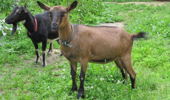 Описание чешской породы коз