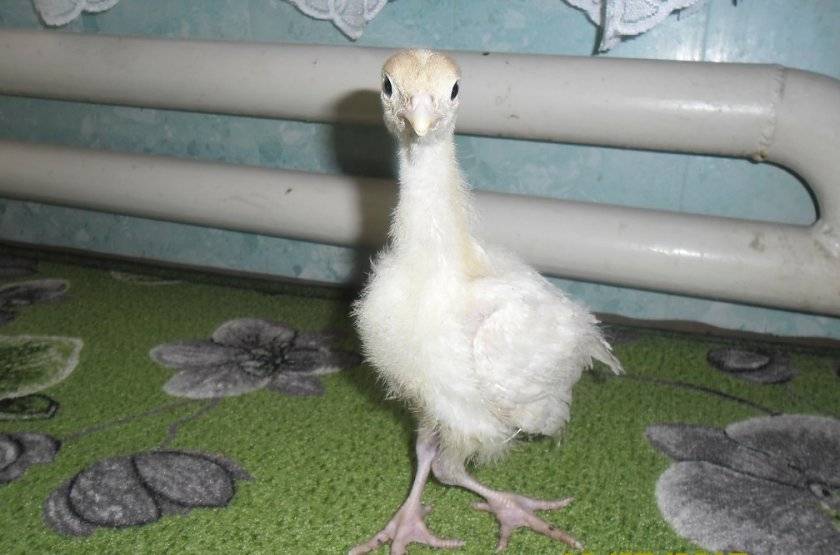 Цыплята и куры падают на ноги - причины и что делать?