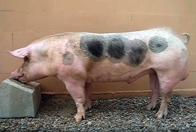 Порода свиней пьетрен: обзор породы, характеристика, разведение