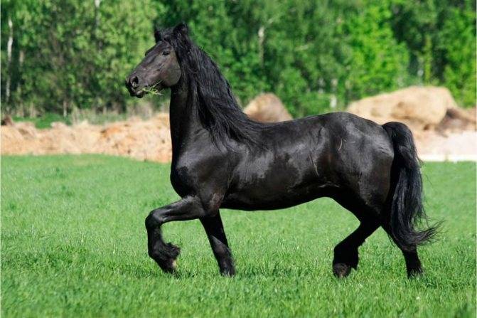 Фризская лошадь: описание породы, фото, видео