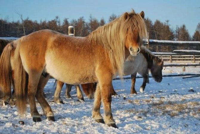 Якутская лошадь: описание породы, уход и интересные факты :: syl.ru