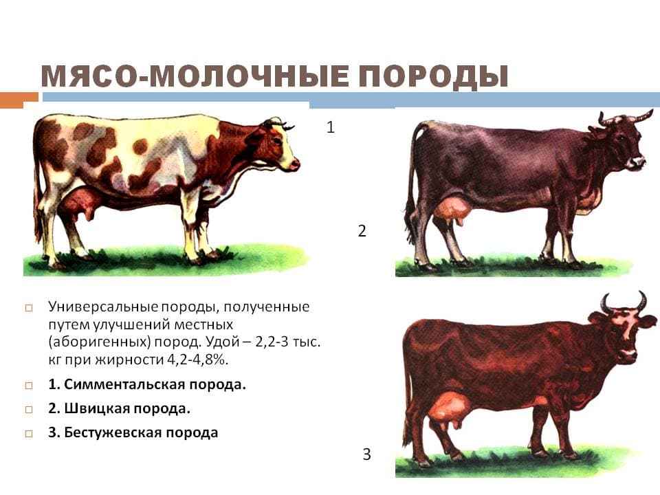 Швицкая корова: условия и перспективы разведения