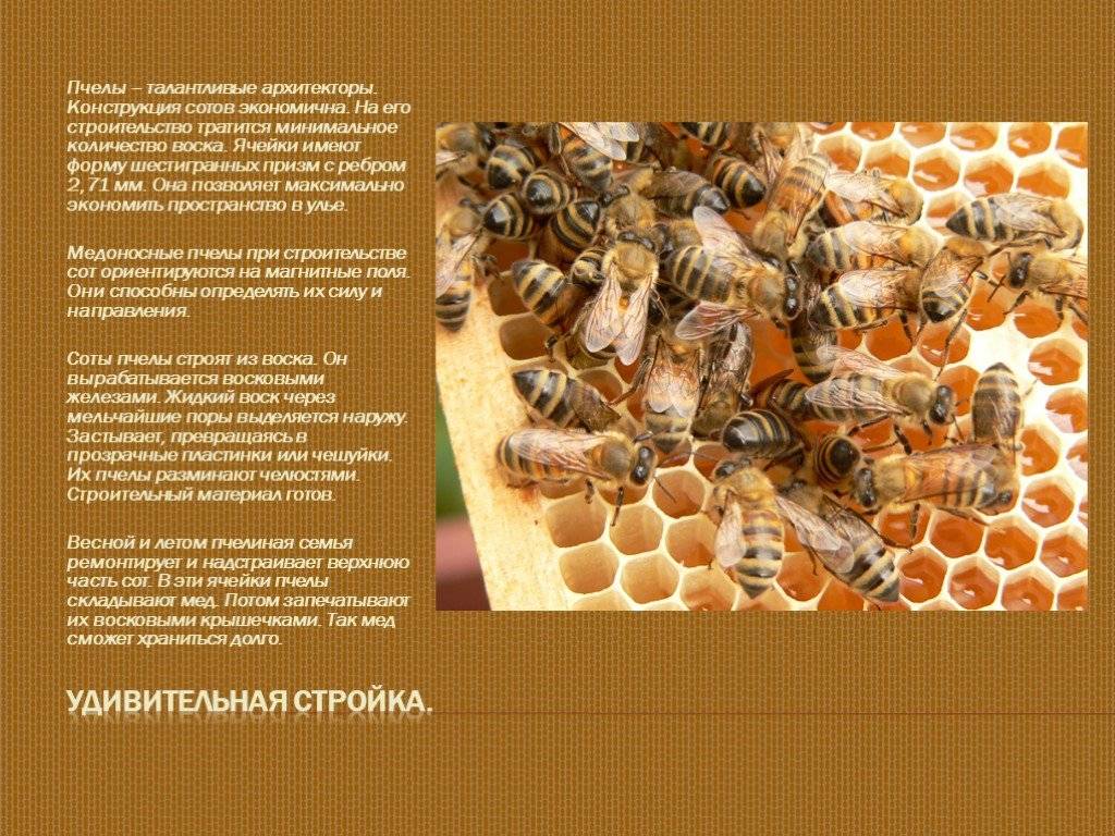 Как пчелы делают мед и зачем, видео