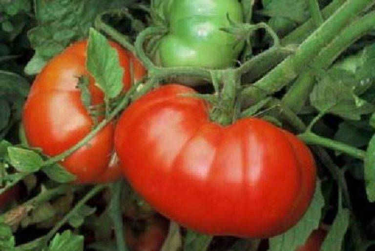 Сорт помидор космонавт волков: урожайность и особенности выращивания
