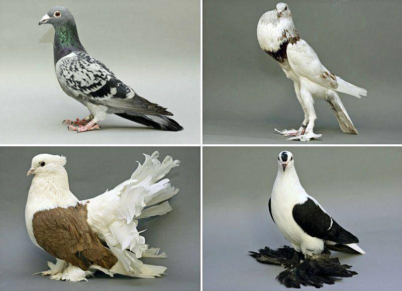 Породы голубей: классификация, разновидности и описание самых популярных пород + фото и видео