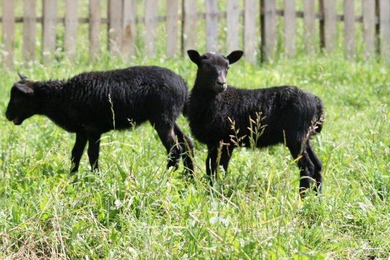 Разведение и кормление овец Романовской породы, их продуктивность и внешний вид