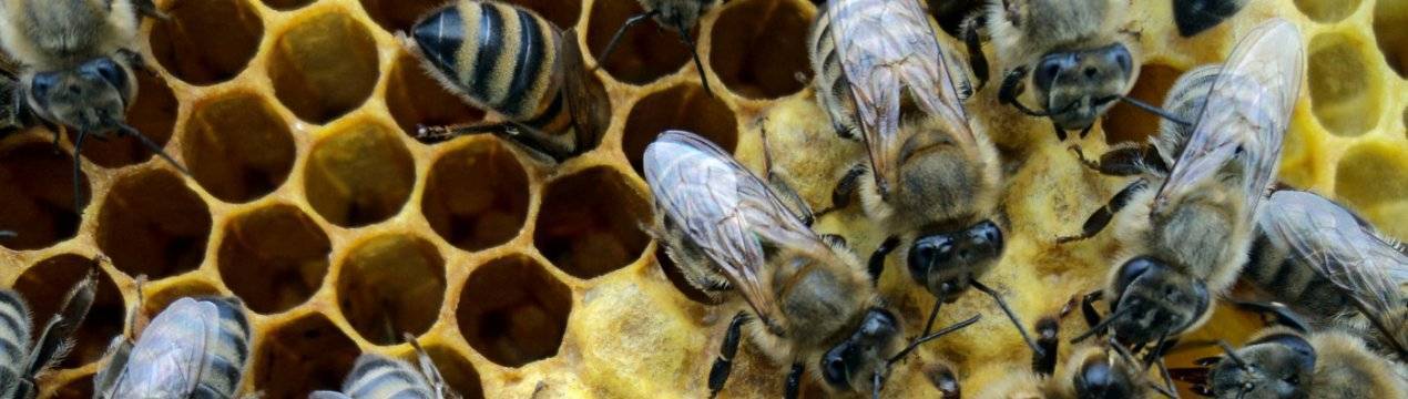 Характеристики и отличительные особенности пчел породы Карника