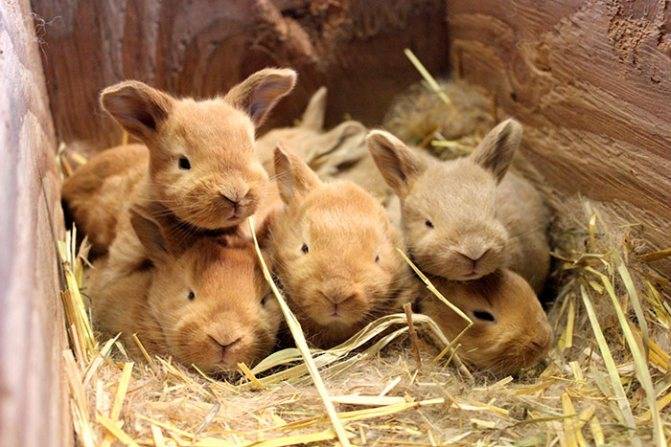 Новозеландские красные кролики: особенности и стандарт породы, критерии выбора, правила содержания, рацион, профилактика болезней
