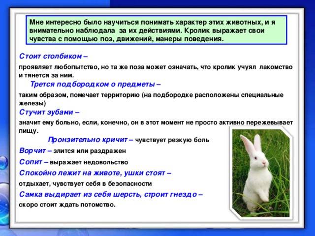 Кролик чихает: возможные причины и методы лечения, способы профилактики