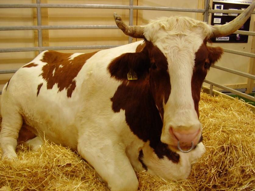 Симментальская порода коров - характеристика крс 2021