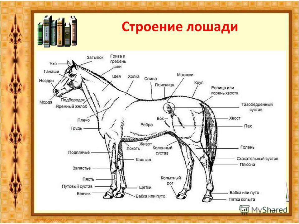 Круп лошади — обзор частей тела лошади