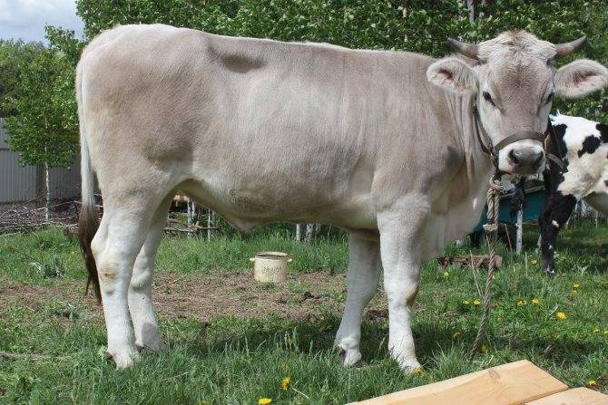 Чем отличается холмогорская порода коров от других представителей крс