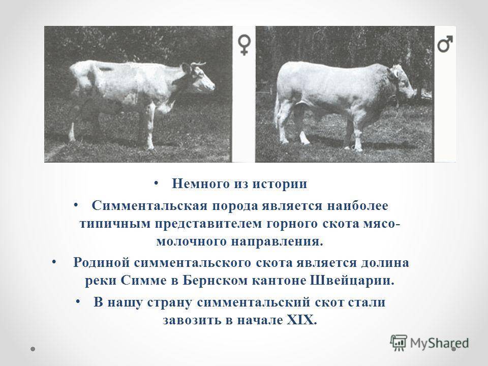 Симментал, порода коров: фото и описание, характеристики, плюсы и минусы породы
