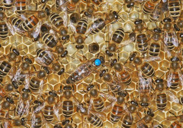 Пчелы "карника" - порода, характеристика и особенности