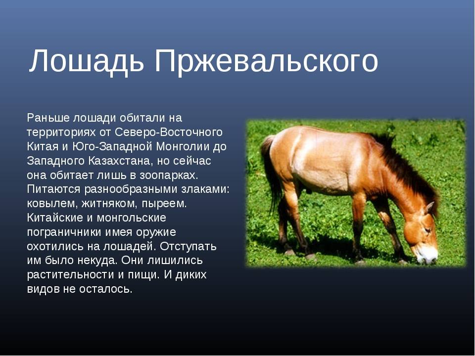 Лошадь • описание, фото, особенности питания, распространение