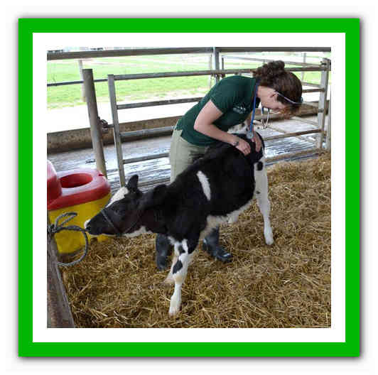 Диагностика, профилактика и лечение респираторных заболеваний  крупного рогатого скота