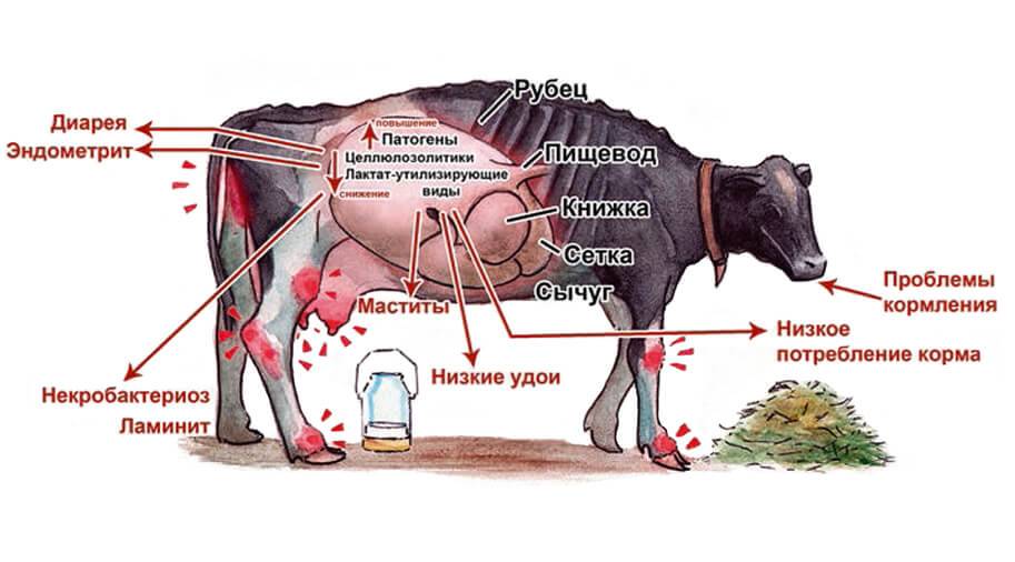 Кетоз у коров: симптомы заболевания и его лечение